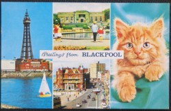 Blackpool Postcard Lancs 1987 Stanley Park Princess Parade Ginger Cat