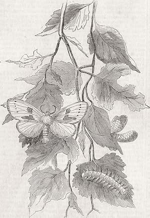 White moth (spatalia Bicolora) - Discovered July 1