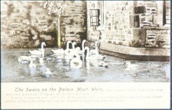 Wells Postcard Swans On The Palace Moat By T.W. Phillips
