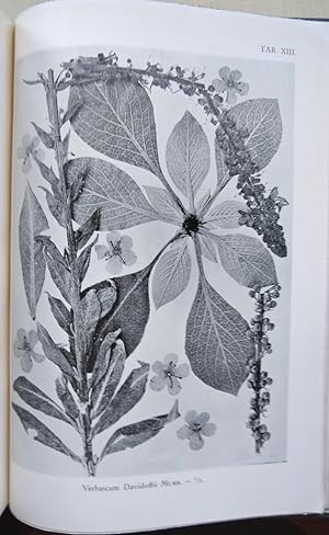 Monographie der Gattung Verbascum (with extra illustrations)