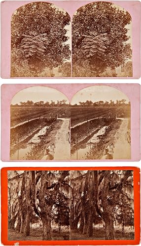 [GROUP OF SIX STEREOVIEWS DEPICTING SCENES IN GEORGIA, PARTICULARLY BONAVENTURE CEMETERY OUTSIDE ...