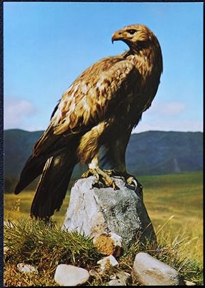 Golden Eagle Postcard