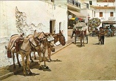 Donkeys Postcard Mijas Costa del Sol