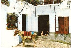 Donkeys Postcard Costa Del Sol Spain