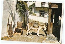 Clovelly Devon Postcard Donkey Transport 1972