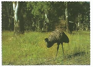 Emu Postcard Deniliquin New South Wales Australia