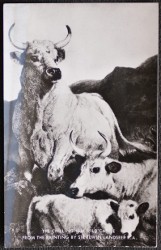 Chillingham Wild Cattle Postcard From Painting By Sir Edwin Landseer R.A. Real Photo