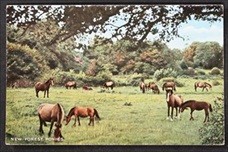 New Forest Ponies Postcard 1958 Publisher Valentine's Valesque Series