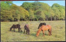 New Forest Ponies Postcard 1972