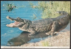 African Crocodile Postcard