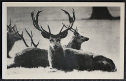 Woburn Park Bedfordshire Postcard The Stags Real Photo