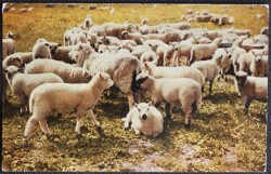 Sheep Postcard Published by J Salmon Sevenoaks Kent