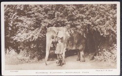 Burmese Elephant Postcard Whipsnade Zoo Sepia Tone Vintage View