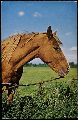 Horse Postcard Looking Over The Fence 1961
