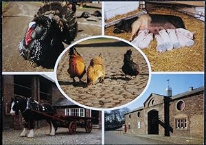 Tatton Dale Cheshire Postcard Farm Animals Multiview