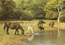 New Forest Ponies Postcard Horses By The Dewpond