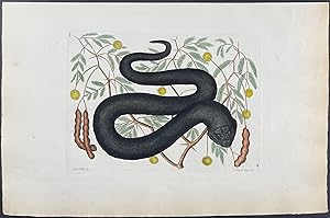 Black Viper or Water Moccasin with Bahaman Legume