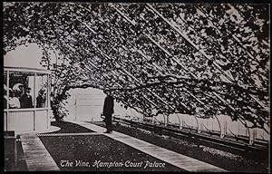 Hampton Court Palace Postcard The Vine