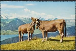Morgentoilette auf Rigi-Rotstock Switzerland 1967 Postcard