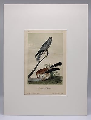 COMMON HARRIER [Original Hand-colored Lithograph from BIRDS OF AMERICA]