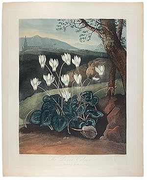 The Persian Cyclamen