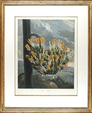 The Aloe