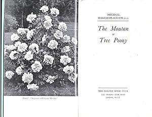 The Moutan or Tree Peony