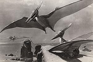 Pteranodon Flying Reptile Dinosaur Real Photo Vintage Postcard