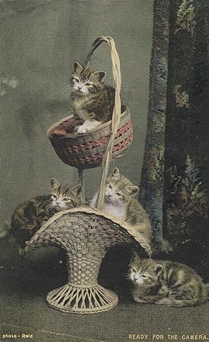 Ready For The Camera Cats Kittens Antique Cat Postcard