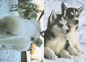 Lapland Cattle & Snow Dogs 2x Finland Postcard s