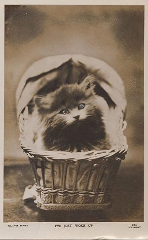 I've Just Woke Up Persian Cat Kitten Real Photo Old Postcard