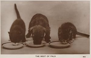 The Best Of Pals Cats & Dogs Drinking Milk Valentines RPC Postcard