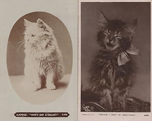 I Want My Sweetheart 2x Cat Singing Wailing Old Real Photo Postcard s