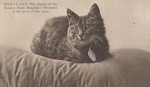 Hofstadt Belgium Military Cat Wounded In Germany Hospital War Mascot Old Postcard