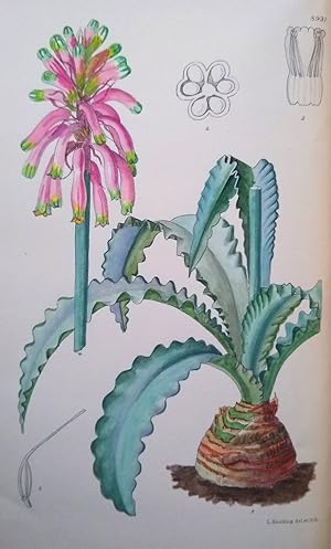 Curtis's Botanical Magazine, Volume CXLVII (147) [1921 but published 1938]