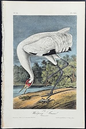 Whooping Crane (Endangered)