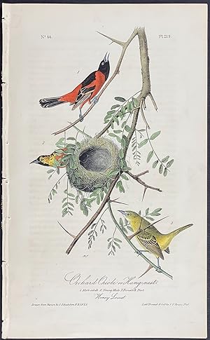 Orchard Oriole or Hang-nest
