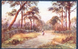 Hampstead Postcard Vintage View Of Fir Avenue