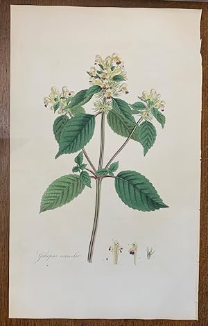1817 Hand-Colored Antique Curtis Botanical Print, Galeopsis Versicolor (Large-Flowered Hemp-Nettle)