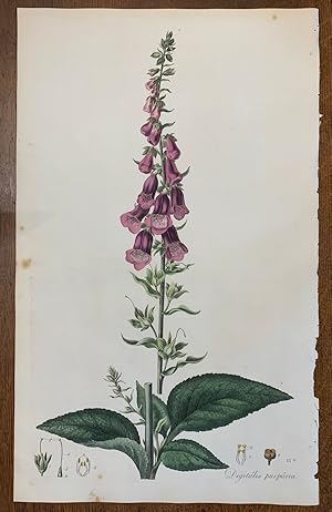 1817 Hand-Colored Antique Curtis Botanical Print, Digitalis Purpurea (Fox-Glove)