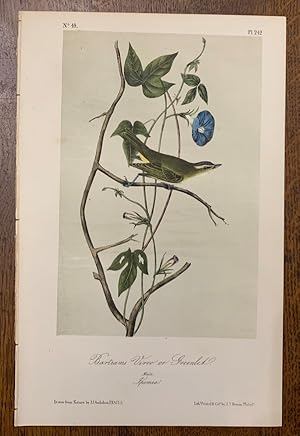 Bartrams Vireo or Greenlet: Plate #242 from Birds of America