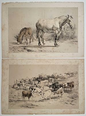 SEVEN LITHOGRAPHIC PLATES from "Groups of Cattle, Drawn from Nature."