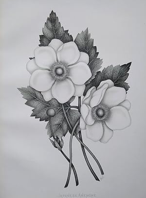 Twelve White Flowers [Vicky Matthews' copy]