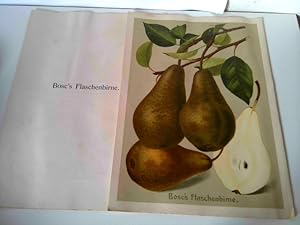 Lithographie: Bosc's Flaschenbirne - Mit Begleittext