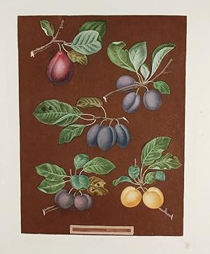 [Plums] Pear Plum, Blue Imperatrice, Brignole, St. Catharine