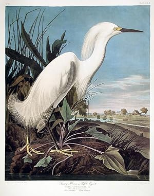 Snowy Heron or White Egret. From "The Birds of America" (Amsterdam Edition)