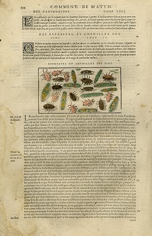 Antique Print-Animals-Insects-Beetle-Caterpillar-Mattioli-p. 234-Anonymous-1572