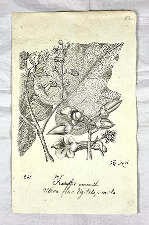 An Original Black and White Wash Drawing, Althaea Flore Digitalis Aemula