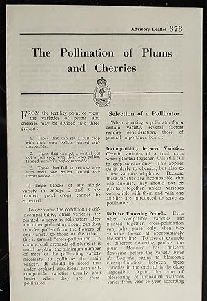 The Pollination of Plums and Cherries Advisory Leaflet 378