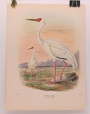 "Siberian Crane (Grus Leucogeranus), Original Hand-Colored Lithograph from A HISTORY OF THE BIRDS...